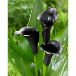Black calla lily (Zantedeschia) - large package! - 10 pcs