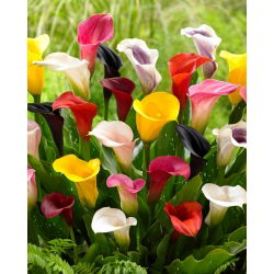 Calla lily colour selection - large package! - 10 pcs