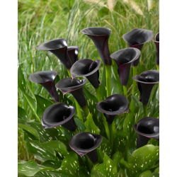 Cantor pantano arum Calla