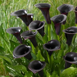 Cantor pantano arum Calla