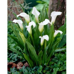 Captain Fresco bog arum Calla - didelė pakuotė! - 10 vnt.