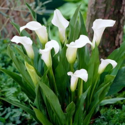 Captain Fresco bog arum Calla - didelė pakuotė! - 10 vnt.