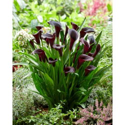 Odesos kalla lelija (Zantedeschia) - didelė pakuotė! - 10 vnt.