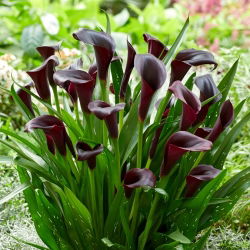 Lirio de cala de Odessa (Zantedeschia)
