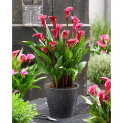 Kala Red Charm (Zantedeschia)