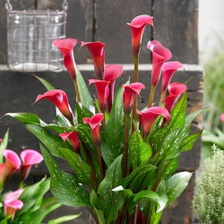 Kala Red Charm (Zantedeschia)