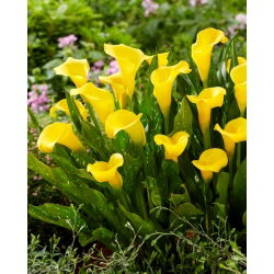 Lirio de cala Sunclub (Zantedeschia)