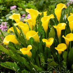 Lirio de cala Sunclub (Zantedeschia)