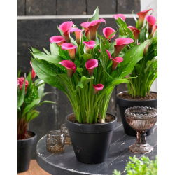 Zazu calla lelija (Zantedeschia) - didelė pakuotė! - 10 vnt.