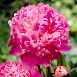 Louis van Houtte pion - frøplante