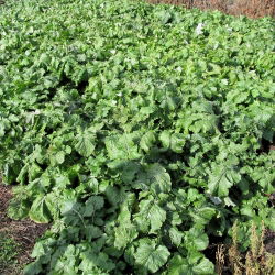 Voederraap "Polybra" - 500 g - 