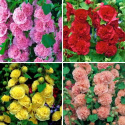 Hollyhock - 4 intriģējošāko šķirņu izlase