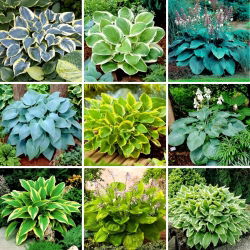 Plantain lily Hosta - ett urval av 9 mest spännande sorter