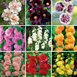 Hollyhock - 9 intriģējošāko šķirņu izlase
