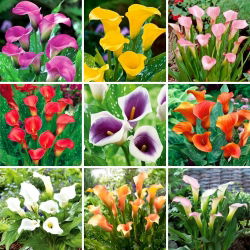 Calla lilja - valikoima 9 suosituinta lajiketta