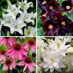 Bestseller primaverili - raccolta di 4 varietà di piante da fiore