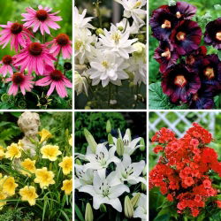 Vårens bästsäljare - samling av 6 blommande växtsorter