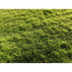 "Brooklawn" gazon blauw gras - 5 kg - 