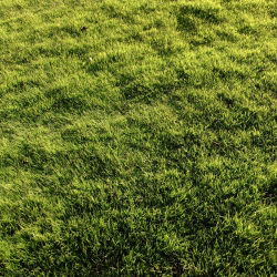 "Brooklawn" gazon blauw gras - 5 kg - 