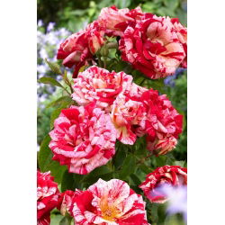 Trandafir multiflora cu dungi roșii și albe (Polyantha) - răsad - 