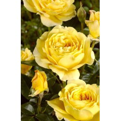 Goldgelbe Multiflora-Rose (Polyantha) - Sämling - 