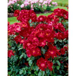 Crimson rød landskapsrose - frøplante - 