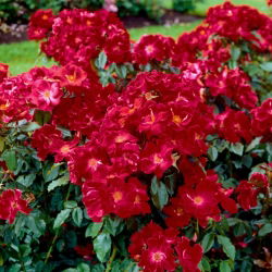 Crimson rød landskapsrose - frøplante - 