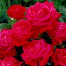 Suureõieline (Grandiflora) roos "Dama De Coeur" - seemik - 