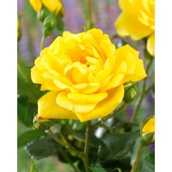 „Allgold“ daugiaflorė rožė (Polyantha) – daigas - 