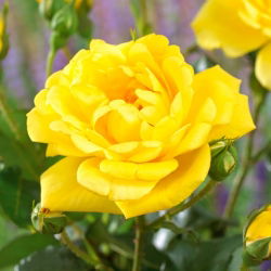 „Allgold“ daugiaflorė rožė (Polyantha) – daigas - 