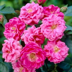 Parkrose "Elmshorn" - Sämling - 
