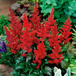 Astilbe "Burgundy Red" - crimson red; false spirea -  large package! - 10 pcs