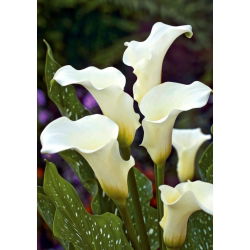 Zantedeschia, Calla Lily Albomaculata - XL pakuotė - 50 vnt.