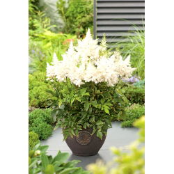 Astilbe "Weisse Gloria" - white; false spirea -  large package! - 10 pcs