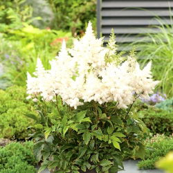 Astilbe "Weisse Gloria" - white; false spirea -  large package! - 10 pcs
