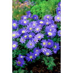Anemone blanda Blue Shades - pachet XXXL - 400 buc.
