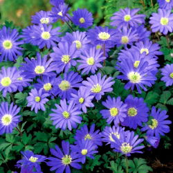 Anemone blanda Blue Shades - pachet XXXL - 400 buc.