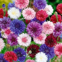 Cornflower - tanaman melliferous - 100 gram; tombol bujangan