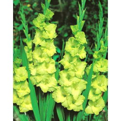 Gladiolus Green Star - 5 bebawang