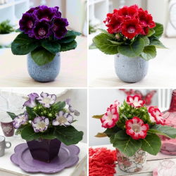Gloxinia - utvalg av 4 løkblomstsorter