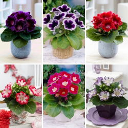 Gloxinia - utvalg av 6 løkblomstsorter