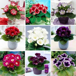 Gloxinia - utvalg av 9 løkblomstsorter