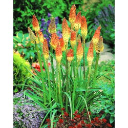 Kniphofia, Red Hot Poker, Tritoma Uvaria - XL iepakojums - 50 gab.