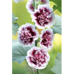 Balts-rozā hollyhock - Creme de Cassis - XL iepakojums - 50 gab.