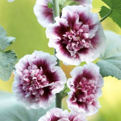 Balts-rozā hollyhock - Creme de Cassis - XL iepakojums - 50 gab.