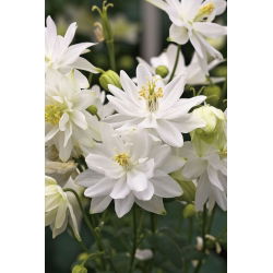 Aquilegia, Columbine, Granny's Bonnet White Barlow - XL pakiranje - 50 kom