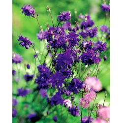 Aquilegia, Columbine, Granny's Bonnet Blue Barlow - XL pakiranje - 50 kom