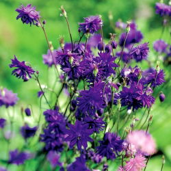 Aquilegia, Columbine, Granny's Bonnet Blue Barlow - XL pakiranje - 50 kom