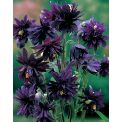 Aquilegia, Columbine, Granny's Bonnet Black Barlow - XL pakiranje - 50 kom