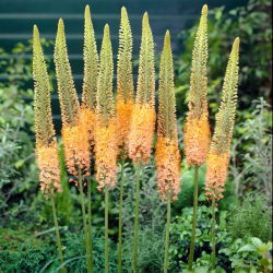Eremurus, Foxtail Lilies Cleopatra  - XL pack - 50 pcs